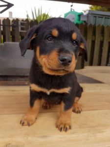 Quality Rottweiler Puppies(***) ***-***0