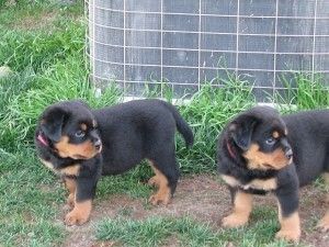 Rottweiler puppies