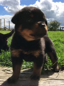 Rottweiler Puppies