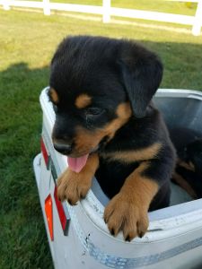 Akc Registered 9 wk Female Rottweiler Pup
