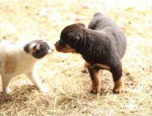 Quality K.c Rottweiler Puppies
