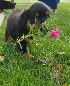 Beautiful Akc German Rottweiler Puppies