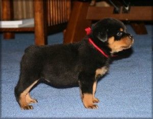 Rottweiler puppies