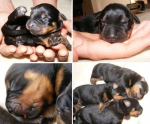 Rottweiler For sale