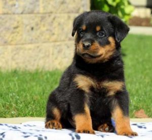 AKC Pedigree Rottweiler Puppies For Sale