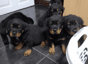 Rottweiler puppies