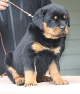 Adorable Rottweiler puppies for sale