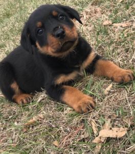 Rottweiler puppies