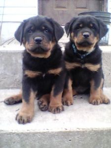 Blocky Head Rottweilers