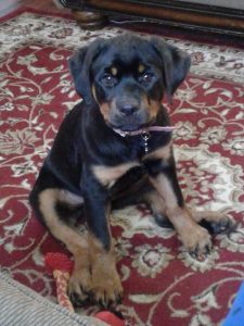 Rottweiler puppy
