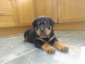 Rottweiler Puppies