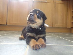 Kennel Club Registered Rottweiler Puppies