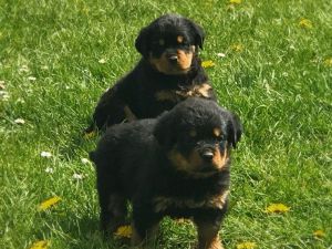 K.c Reg Rottweilers, Ready 5th June