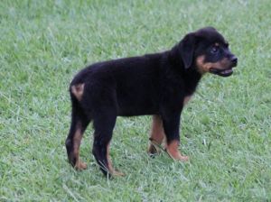 AKC Rottweiler puppies for sale