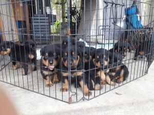 Ckc Rottweiler Puppies