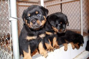 AKC Rottweiler puppies for adoption