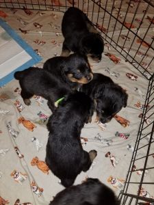 And German Rottweiler puppies