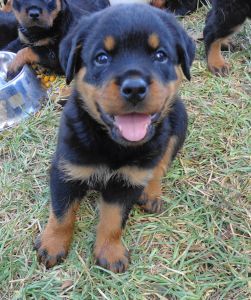 AKC German Registered