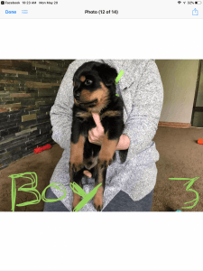 AKC Beautiful German Rottweiler puppies