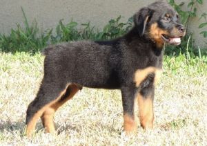 10 Weeks old Rottweiler Puppy Jake
