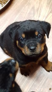 AKCRottweiler puppies