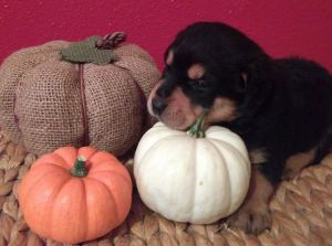 Akc Rottweiler puppies