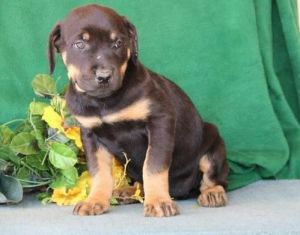 Top Quality Rottweiler Puppies