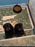 Girl rottweiler puppies