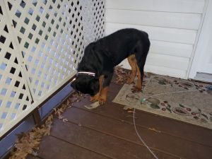 Purebred AKC Registered