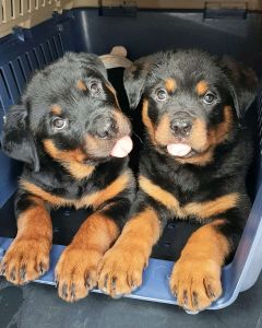 8weeks rottwieler