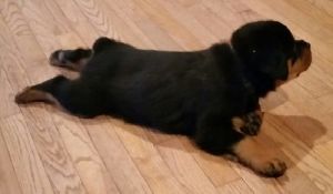 German Rottweiler pups available