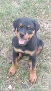 10 weeks rottwiler