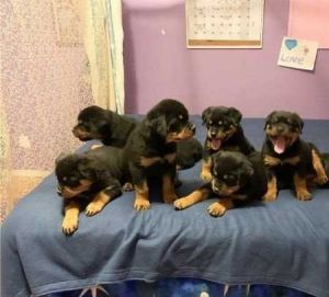 Beautifu rottweiler puppies
