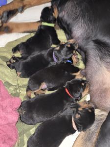 Rottweiler puppies