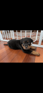 Rottweiler puppies for sale 9 weeks! 2 girls 1 boys