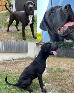 STUD Great Dane Rottweiler mix