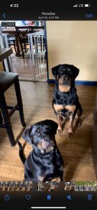 7 month old male Rottweiler