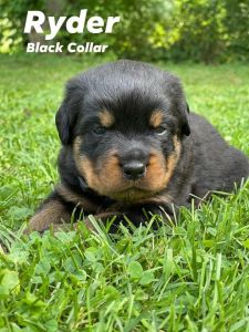 AKC ROTTWEILER PUPPIES