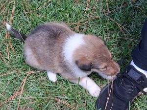 AKC Rough Collie Puppies