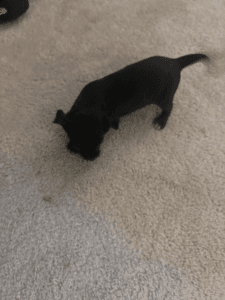 Shitzu and jack Russell