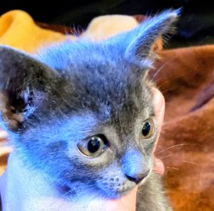 Sell Russian Blue kitten