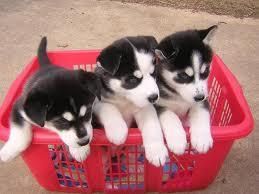 Extra Charming Huskies puppiesText(***) ***-***5