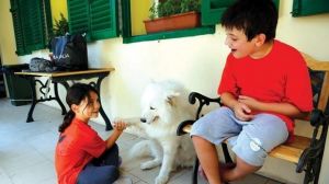playful samoyed puppies