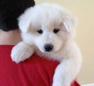 Samoyed Puppies For Sale