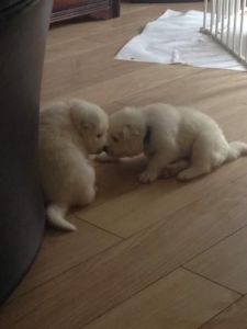 Intelligent Samoyed Puppies Ready