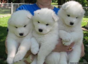 Adorable Samoyeds for sale