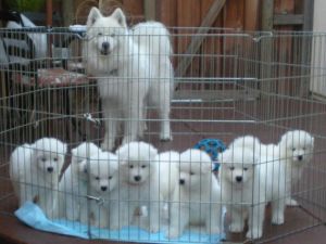Samoyeds for sale