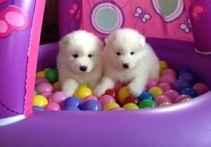 Charming Samoyed pups Stunning 12
