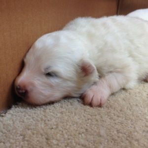 Samoyed Pedigree Puppies