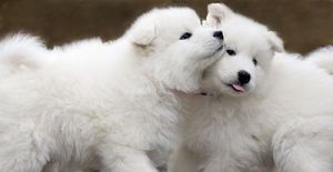 intelligent Samoyed puppies